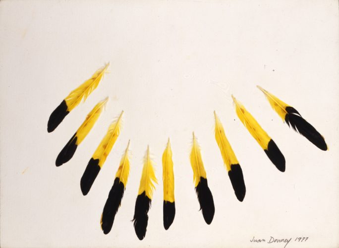 75 #21- Sig. Juan Downey 1977, FLR, feathers on paper, 11 x 15 in. 28 x 38 cm