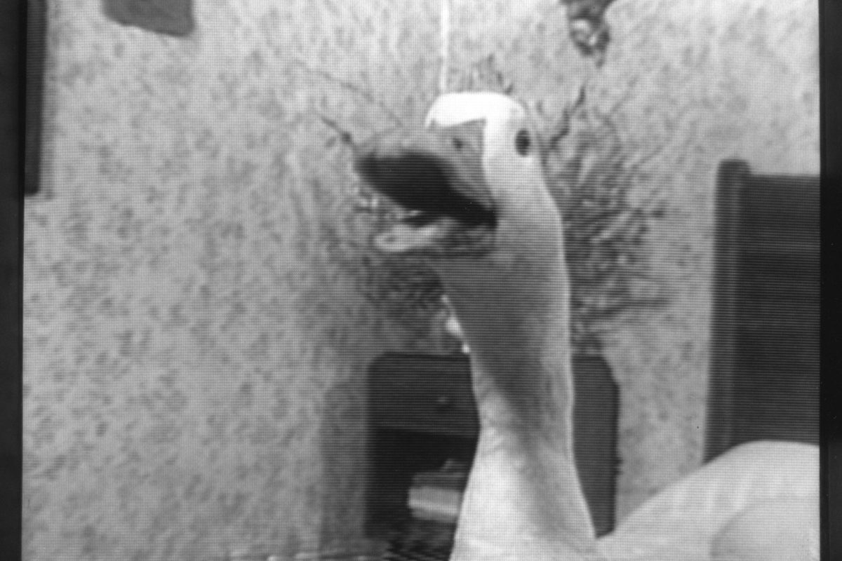 9-The Return of the Motherland (off-air, duck quacking) (Photoscan)